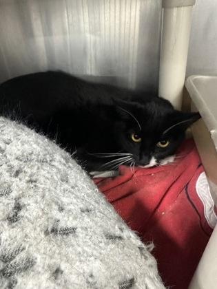 Tom, Adult Male Domestic Short Hair