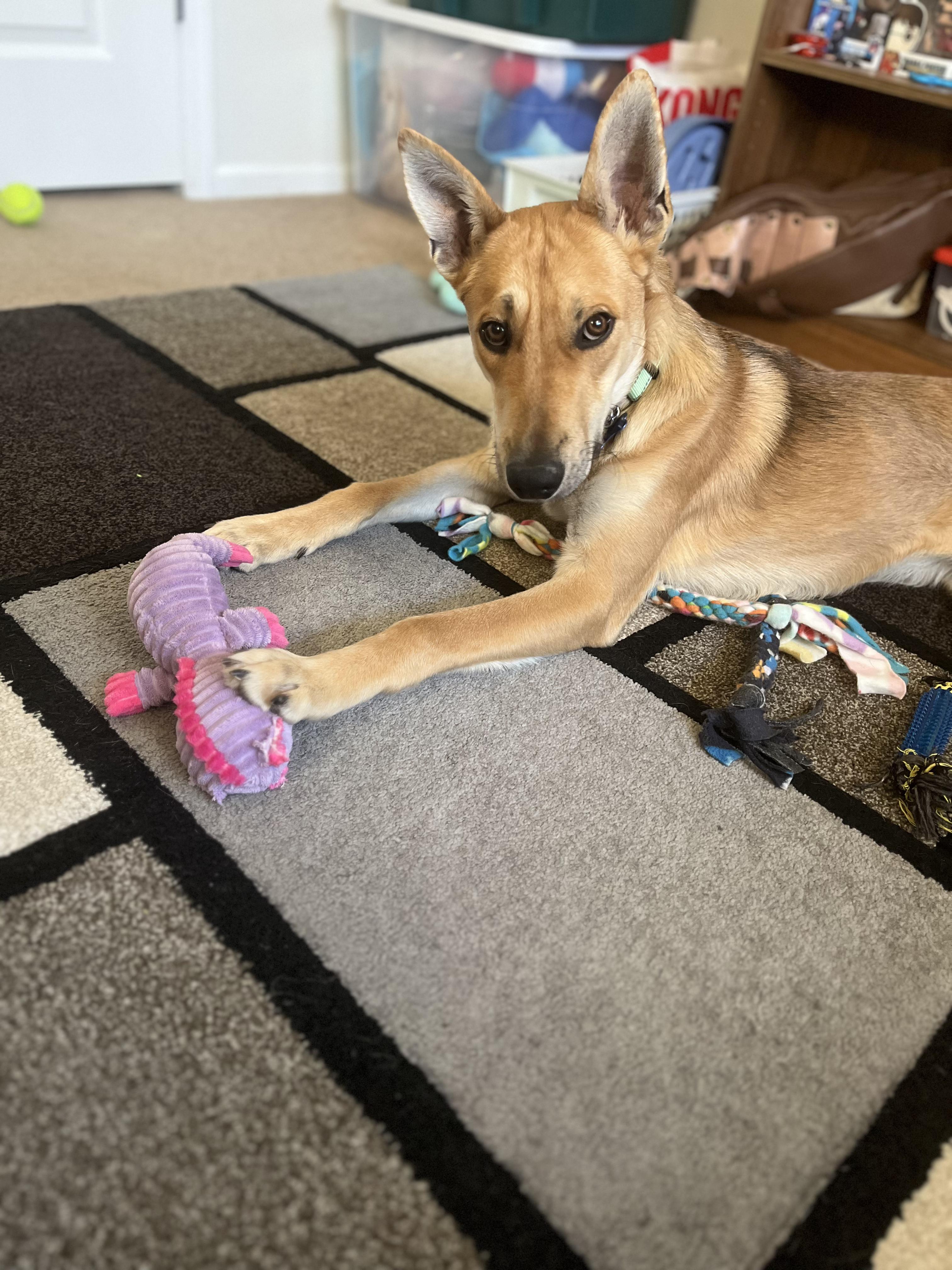 Enlarge Brady, a ADOPTABLE mixed breed in Fort Collins, CO image 5/6