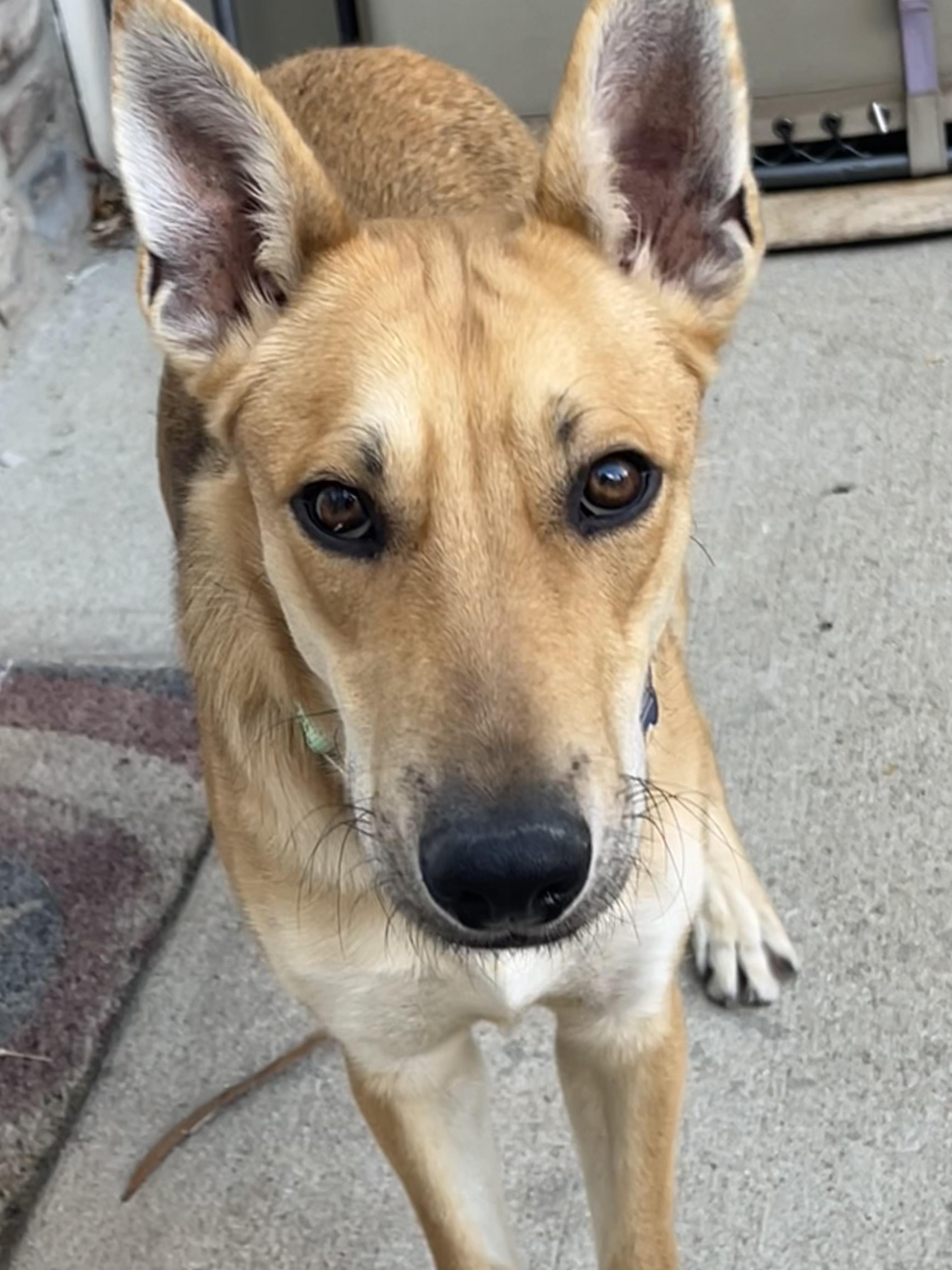 Enlarge Brady, a ADOPTABLE mixed breed in Fort Collins, CO image 3/6
