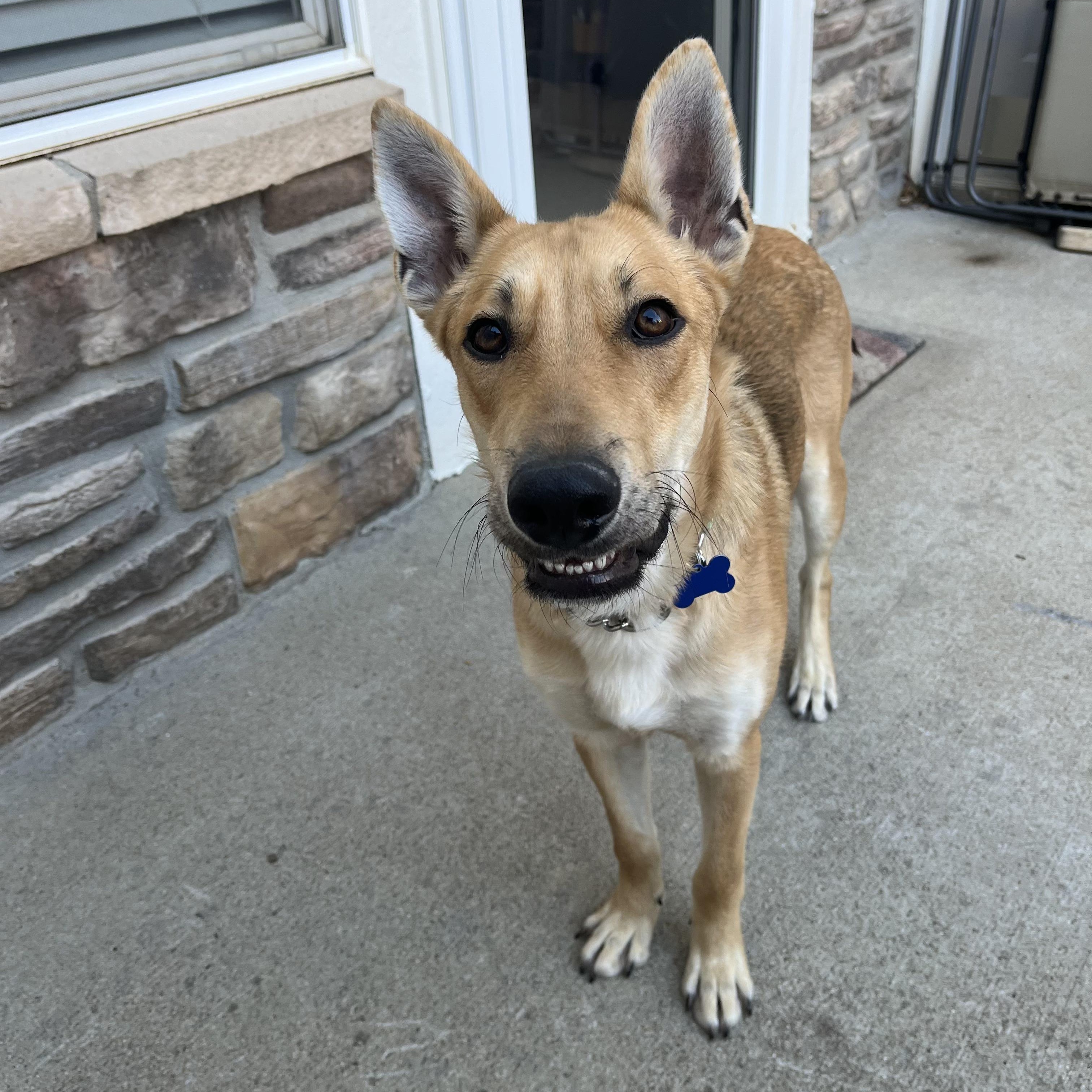 Enlarge Brady, a ADOPTABLE mixed breed in Fort Collins, CO image 1/6