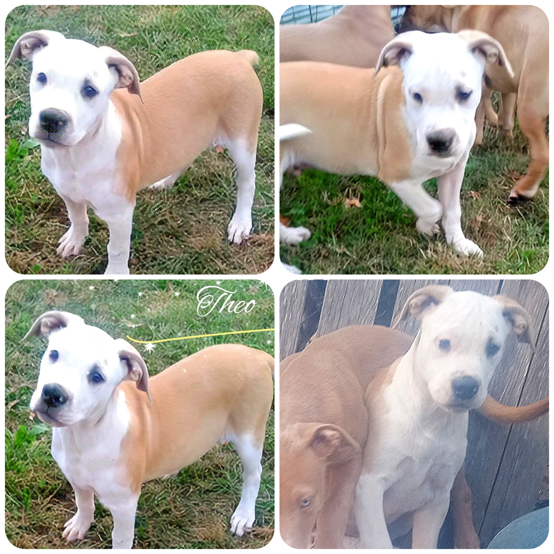 Theo, a Adoptable mixed breed in East Dundee , IL image 2/3