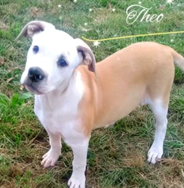 Theo, a Adoptable mixed breed in East Dundee , IL image 1/3