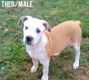 Theo, a Adoptable mixed breed in East Dundee , IL image 3/3