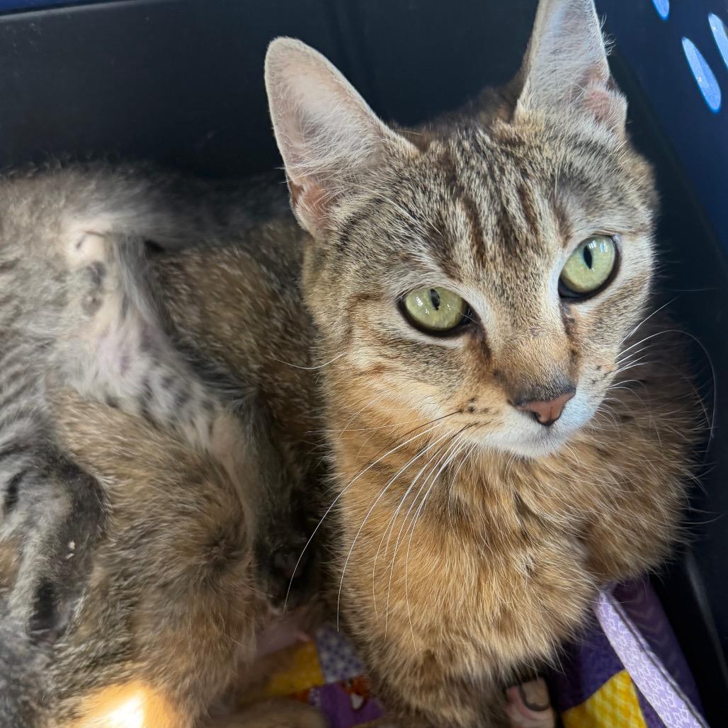 Enlarge Yasmine, a Adoptable Domestic Short Hair in Klamath Falls, OR image 1/1