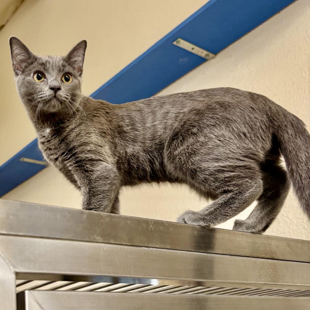 Lady Whiskerton, Adoptable, Young Female Domestic Short Hair.