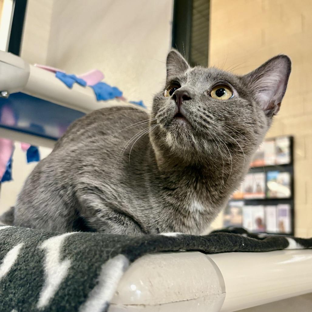 Enlarge Lady Whiskerton, a Adoptable Domestic Short Hair in Riverside, CA image 2/4