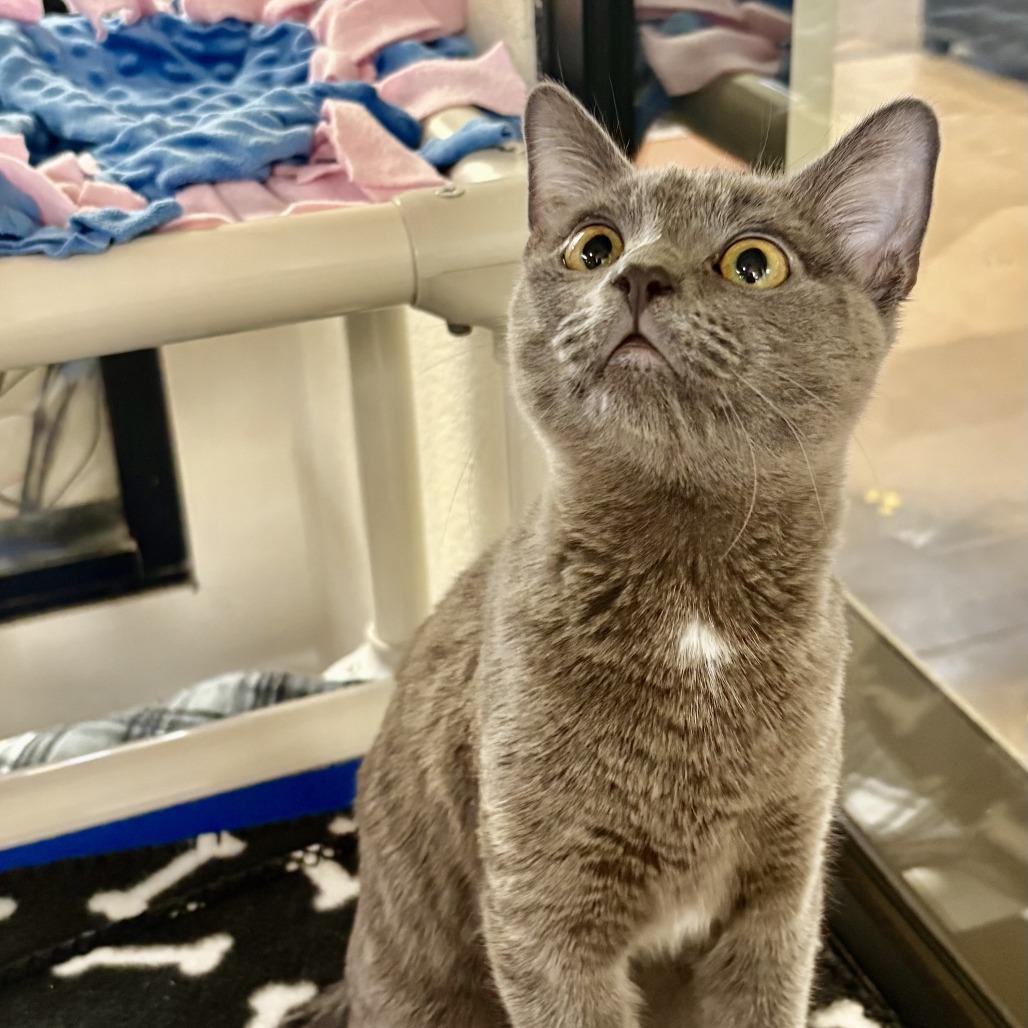 Enlarge Lady Whiskerton, a Adoptable Domestic Short Hair in Riverside, CA image 3/4