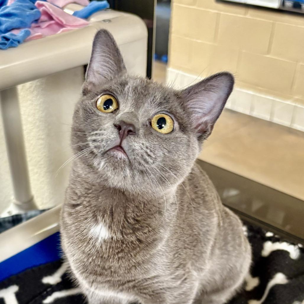 Enlarge Lady Whiskerton, a Adoptable Domestic Short Hair in Riverside, CA image 4/4