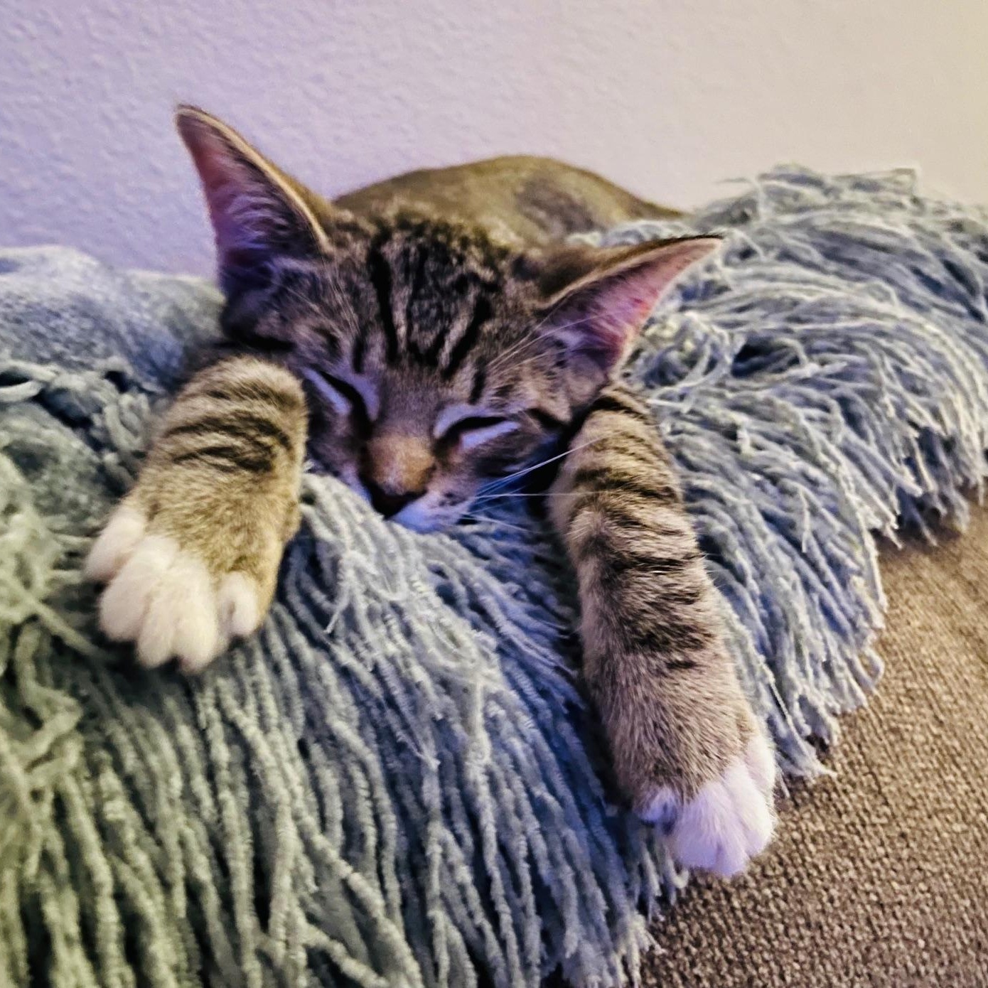 Enlarge Sydney, an adopted Domestic Short Hair in Irvine, CA image 4/4
