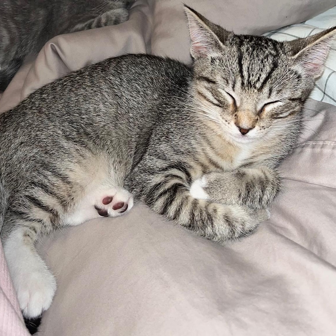 Enlarge Sydney, an adopted Domestic Short Hair in Irvine, CA image 2/4