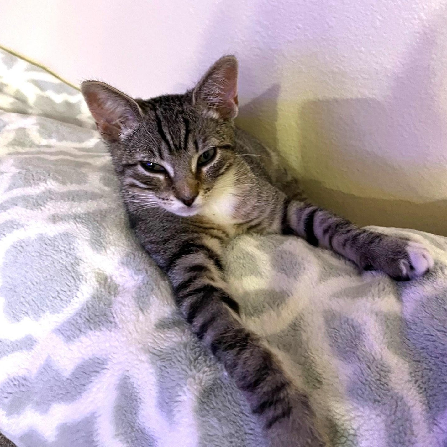 Enlarge Sydney, an adopted Domestic Short Hair in Irvine, CA image 3/4