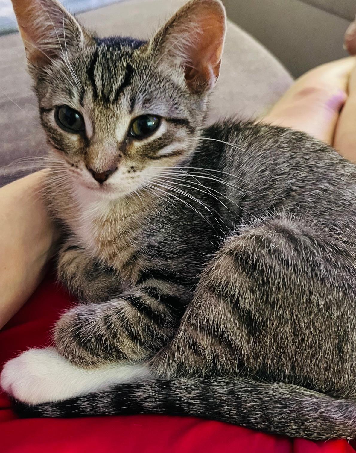 Sydney, Adoptable, Kitten Female Domestic Short Hair.