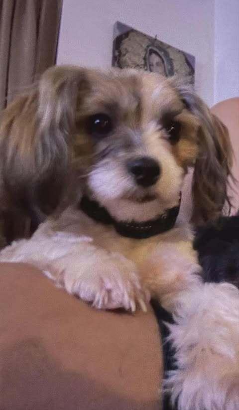 Ling Ling, Adoptable, Young Female Yorkshire Terrier & Maltese.