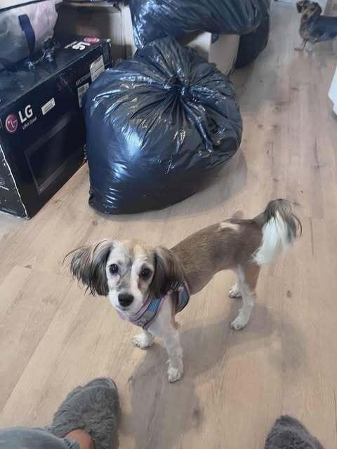 Enlarge Ling Ling - Adoption Pending, a Adoptable mixed breed in Palm Bay , FL image 2/2