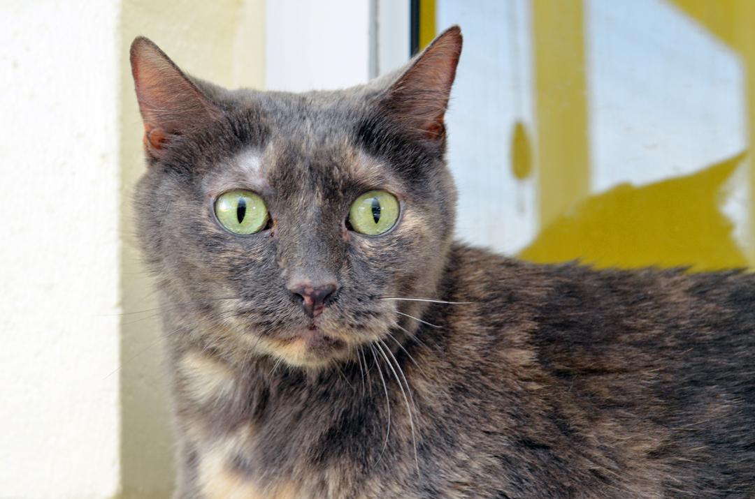 Nina, Adult Female Domestic Short Hair
