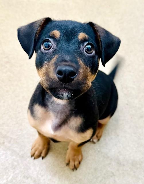 Charlie , ADOPTABLE, Puppy Male Rottweiler.