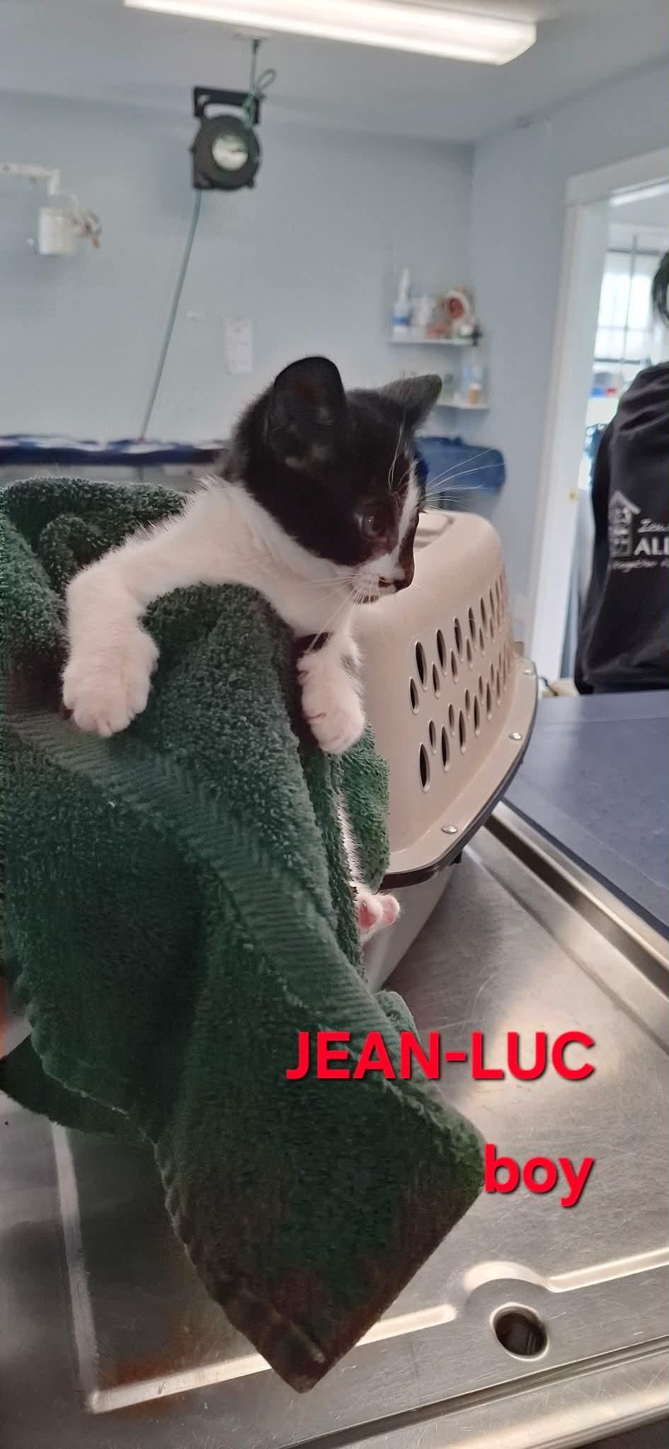 Enlarge Jean Luc, a Adoptable Domestic Short Hair in Rumford, ME image 2/2