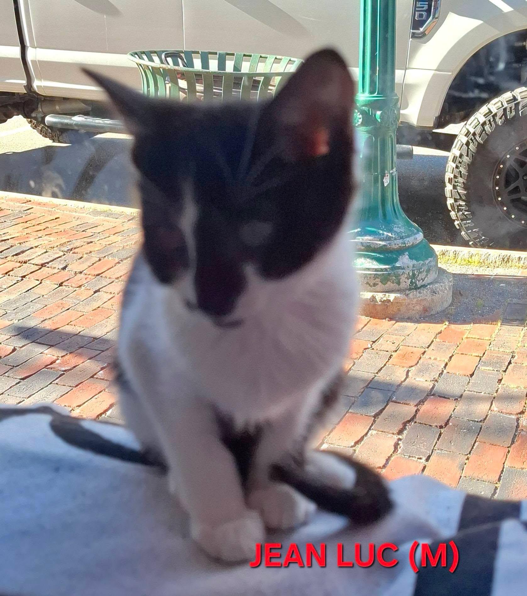 Jean Luc, Adoptable, Kitten Male Domestic Short Hair.