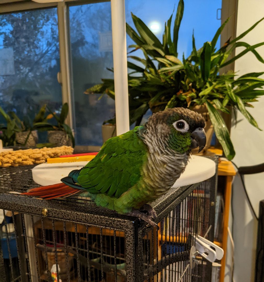Olive