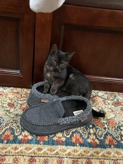 Firework, Adoptable, Kitten Female Domestic Short Hair & Domestic Short Hair.