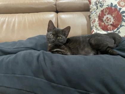 Enlarge Firework, a Adoptable mixed breed in Pleasanton, CA image 2/3