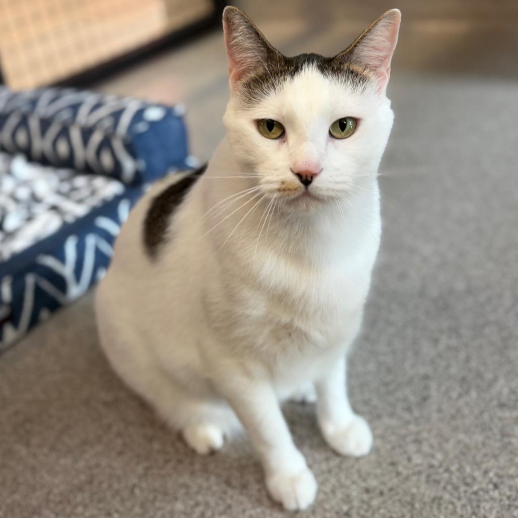 Toddy, Adoptable, Adult Male Domestic Short Hair.