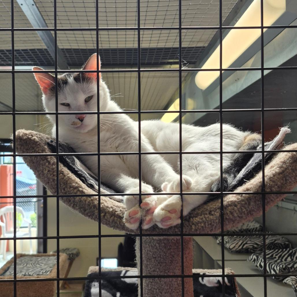 Enlarge Toddy, a Adoptable Domestic Short Hair in Sarasota, FL image 2/4