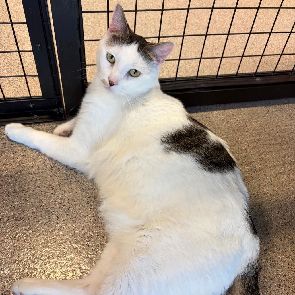 Enlarge Toddy, a Adoptable Domestic Short Hair in Sarasota, FL image 3/3