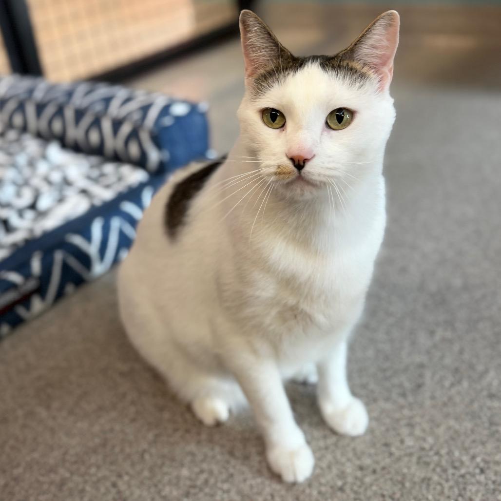 Enlarge Toddy, a Adoptable Domestic Short Hair in Sarasota, FL image 6/6