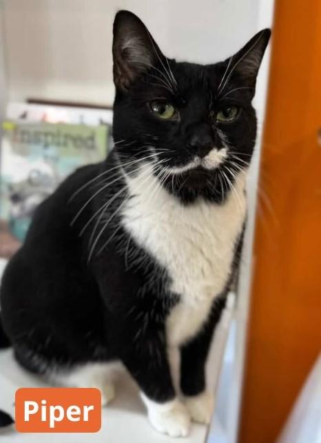 Piper, Adoptable, Young Female Domestic Short Hair & Tuxedo.