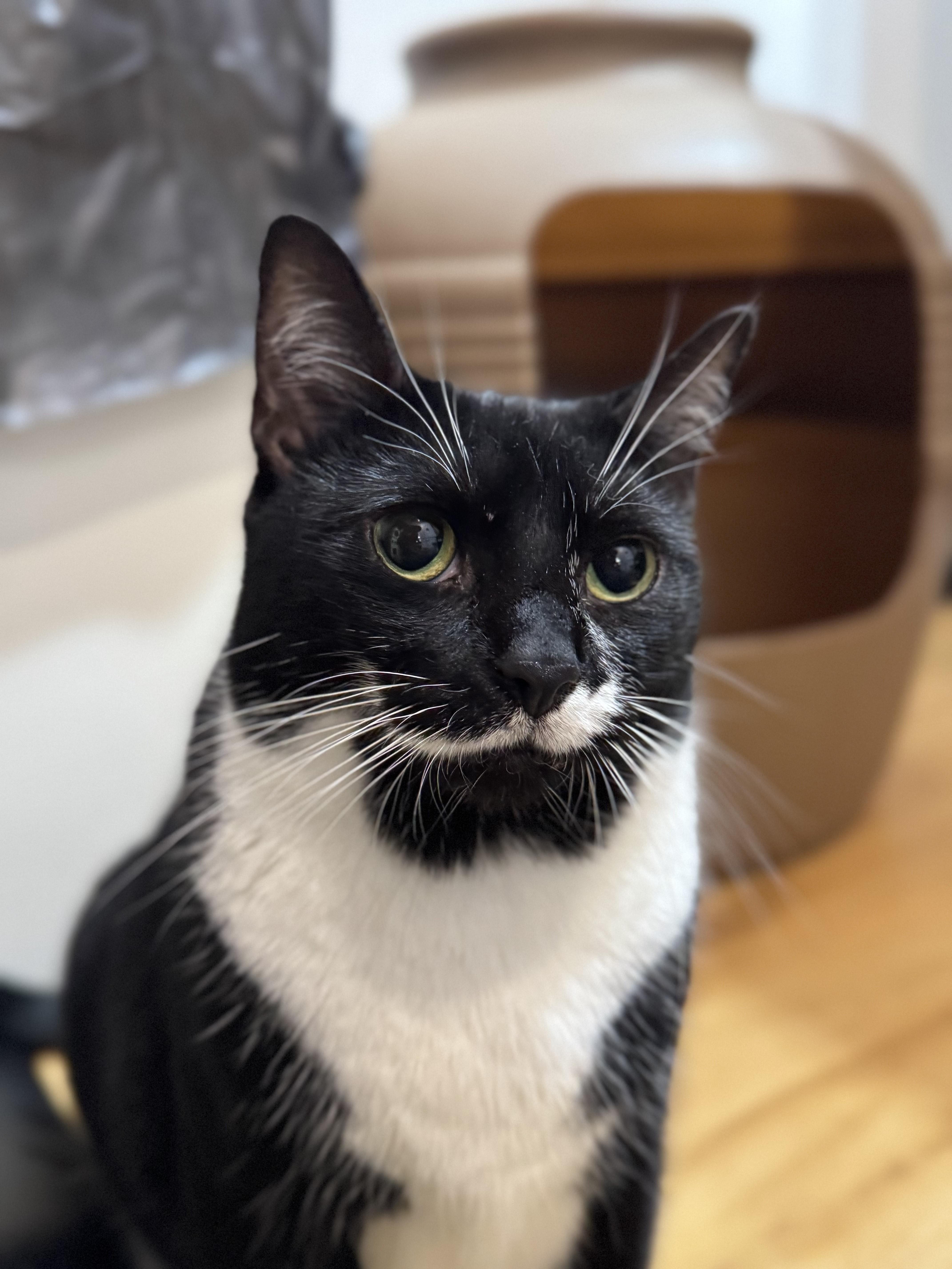 Piper, Adoptable, Young Female Domestic Short Hair & Tuxedo.