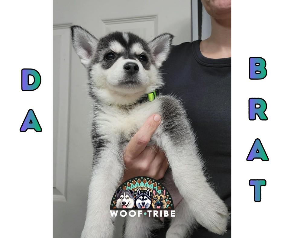 💚🎤 DA BRAT 🎤💜, ADOPTABLE, Puppy Female Siberian Husky.