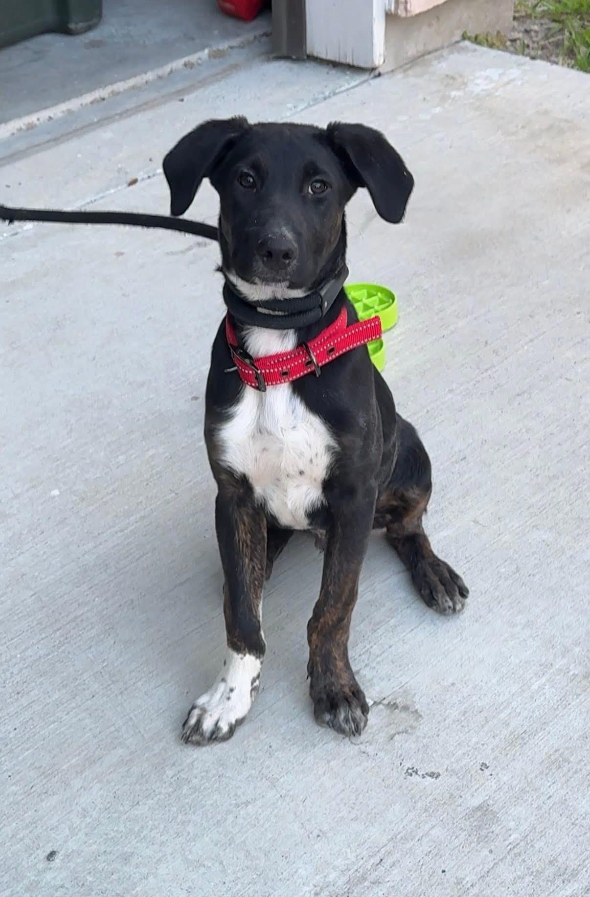 Enlarge Beau, a ADOPTABLE mixed breed in Elkton, MD image 1/6