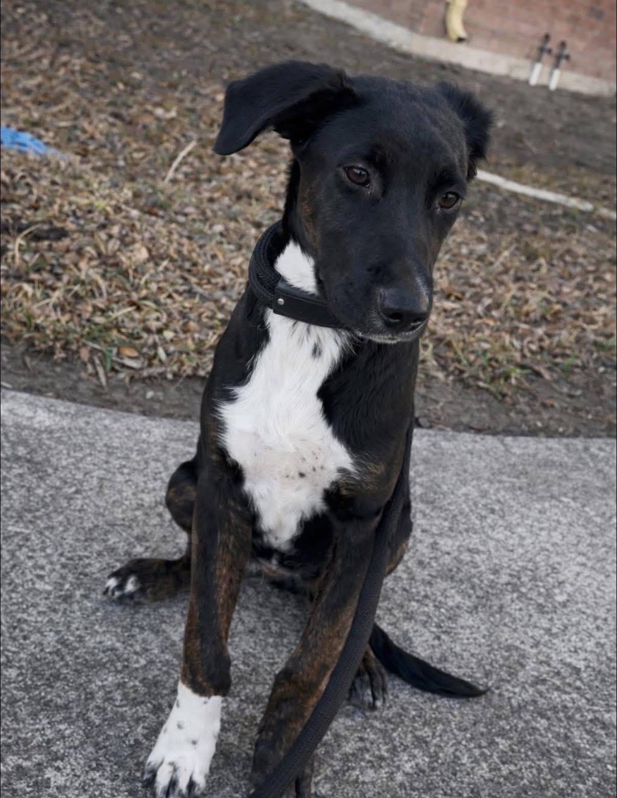 Enlarge Beau, a ADOPTABLE mixed breed in Elkton, MD image 4/6