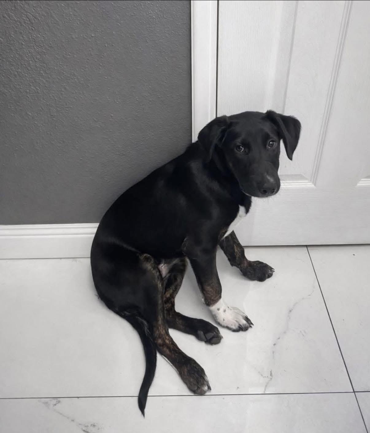 Enlarge Beau, a ADOPTABLE mixed breed in Elkton, MD image 2/6