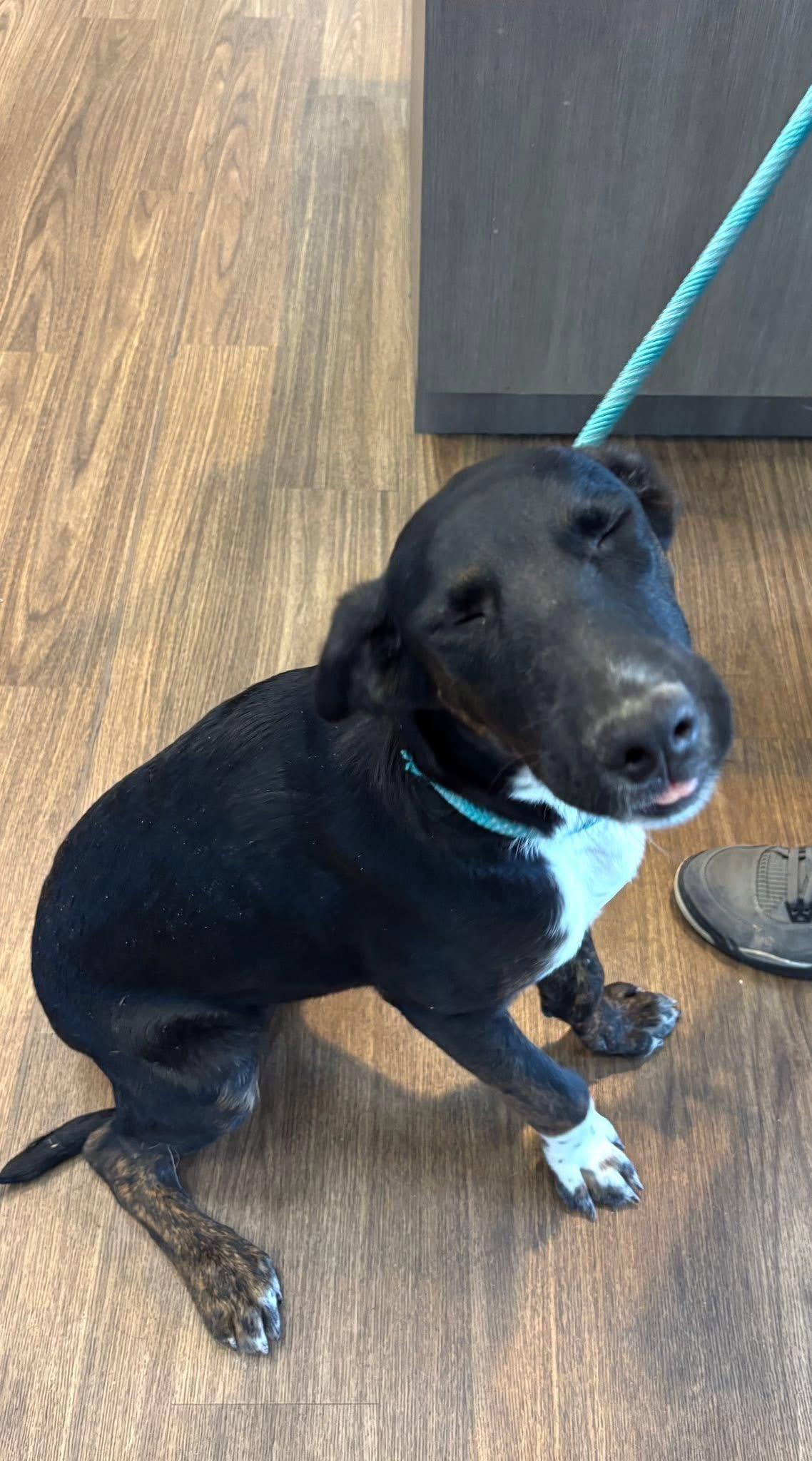 Enlarge Beau, a ADOPTABLE mixed breed in Elkton, MD image 5/6