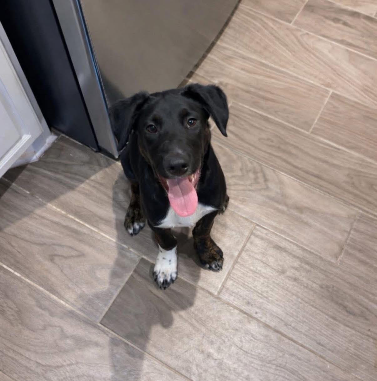 Enlarge Beau, a ADOPTABLE mixed breed in Elkton, MD image 3/6