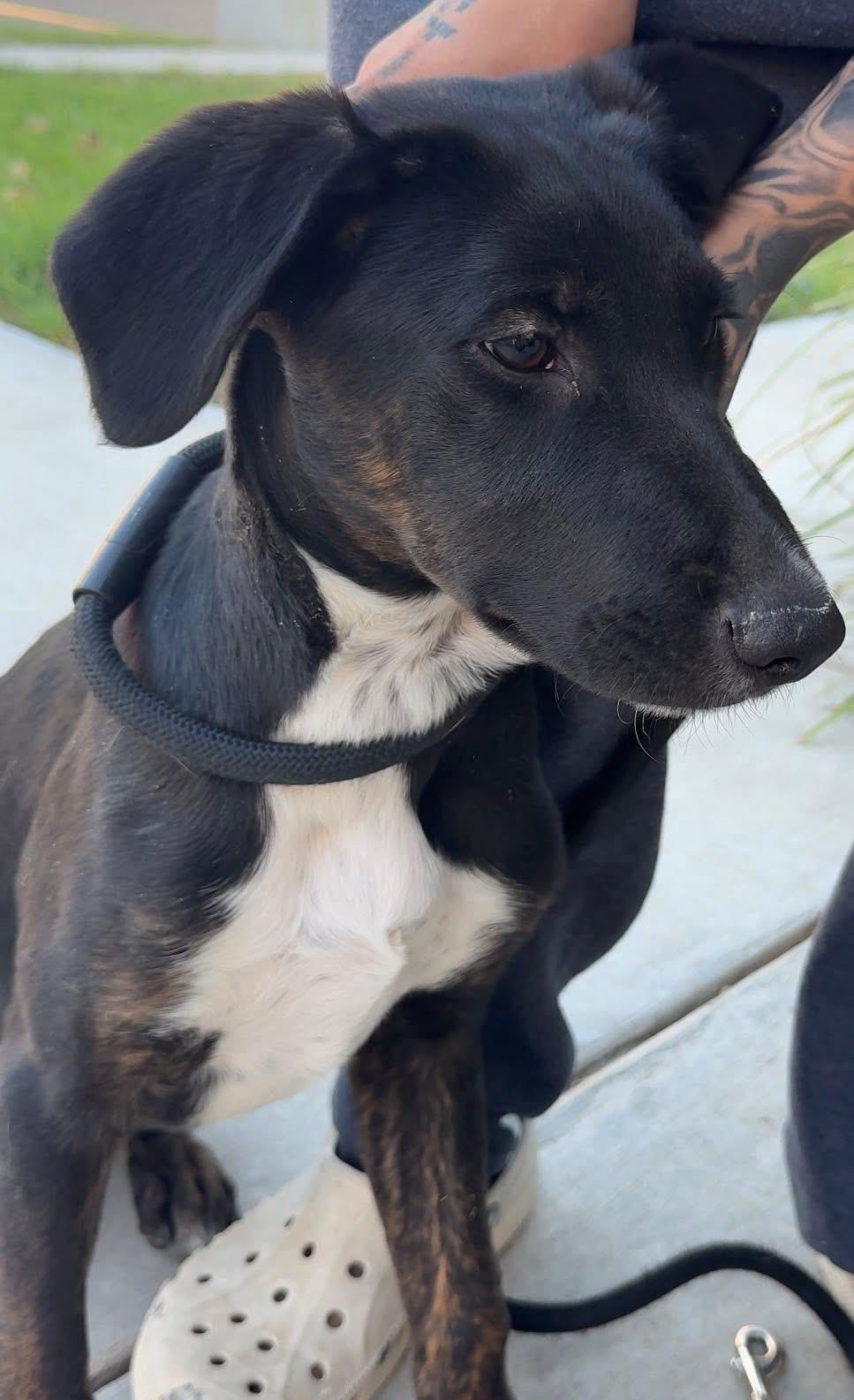 Enlarge Beau, a ADOPTABLE mixed breed in Elkton, MD image 6/6