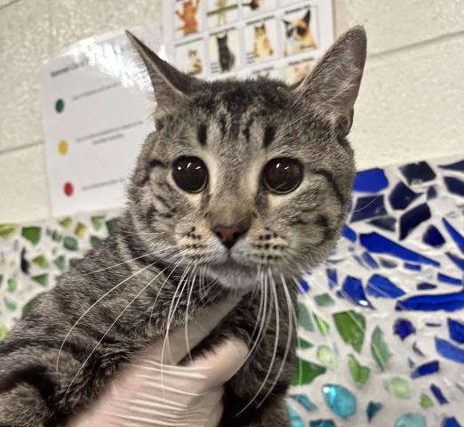 CIRCE, Adoptable, Young Male Domestic Short Hair.