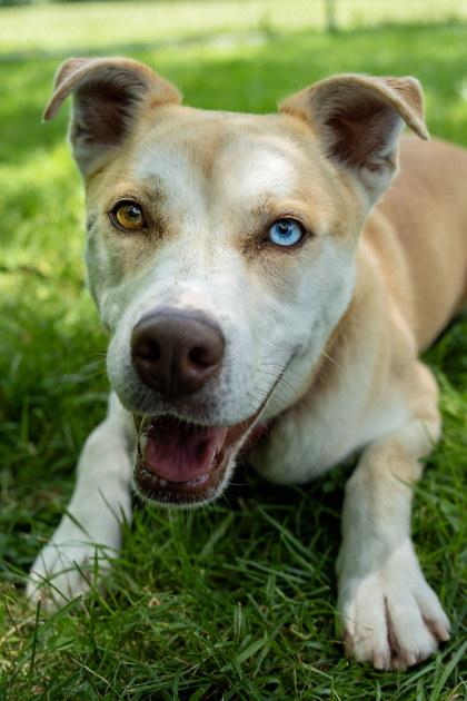 Malawi, Adoptable, Young Female Husky & Labrador Retriever.