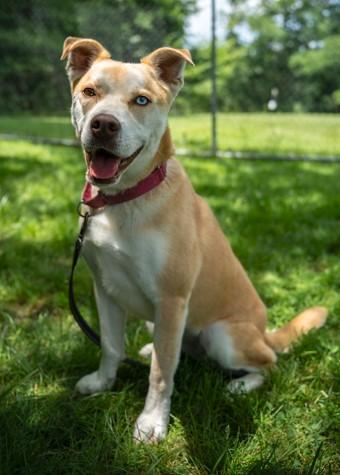 Malawi, a Adoptable mixed breed in Batavia, OH image 2/3