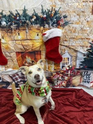 Malawi, a Adoptable mixed breed in Batavia, OH image 3/3