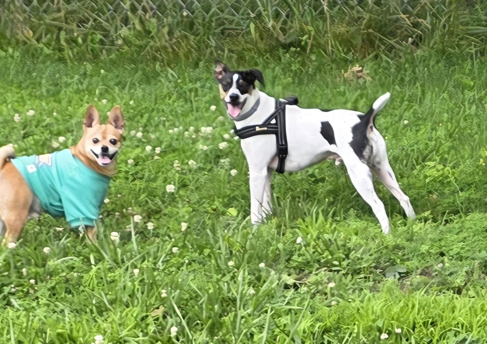 Gizmo, Adoptable, Adult Male Jack Russell Terrier.