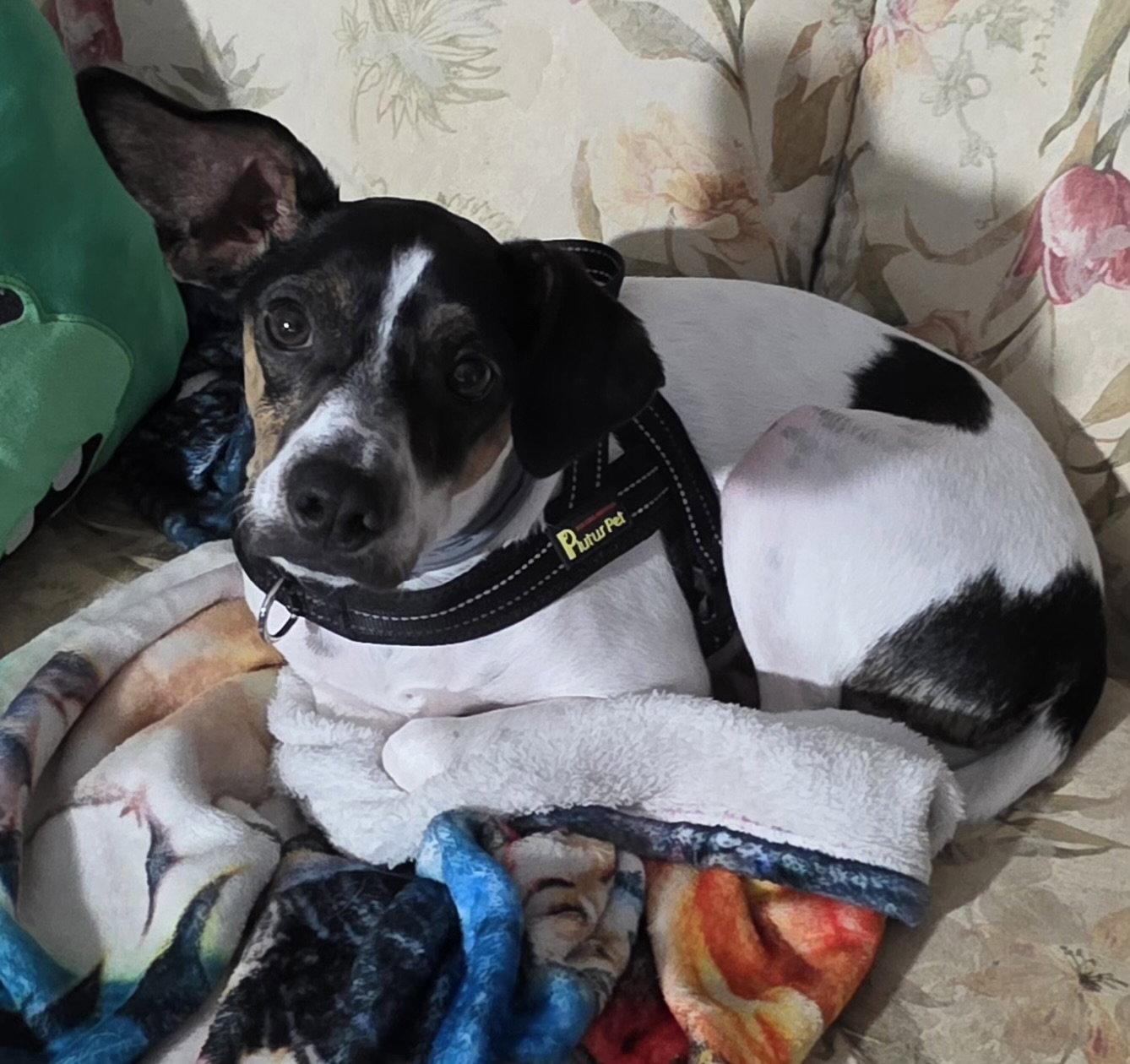 Enlarge Gizmo, a Adoptable Jack Russell Terrier in Newport, KY image 2/3