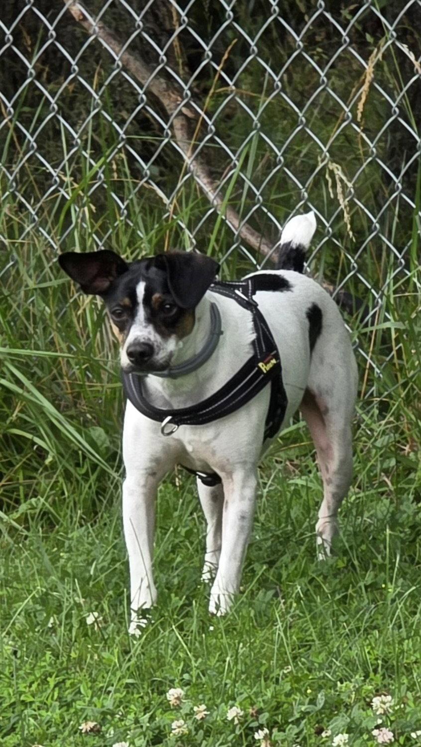 Enlarge Gizmo, a Adoptable Jack Russell Terrier in Newport, KY image 3/3