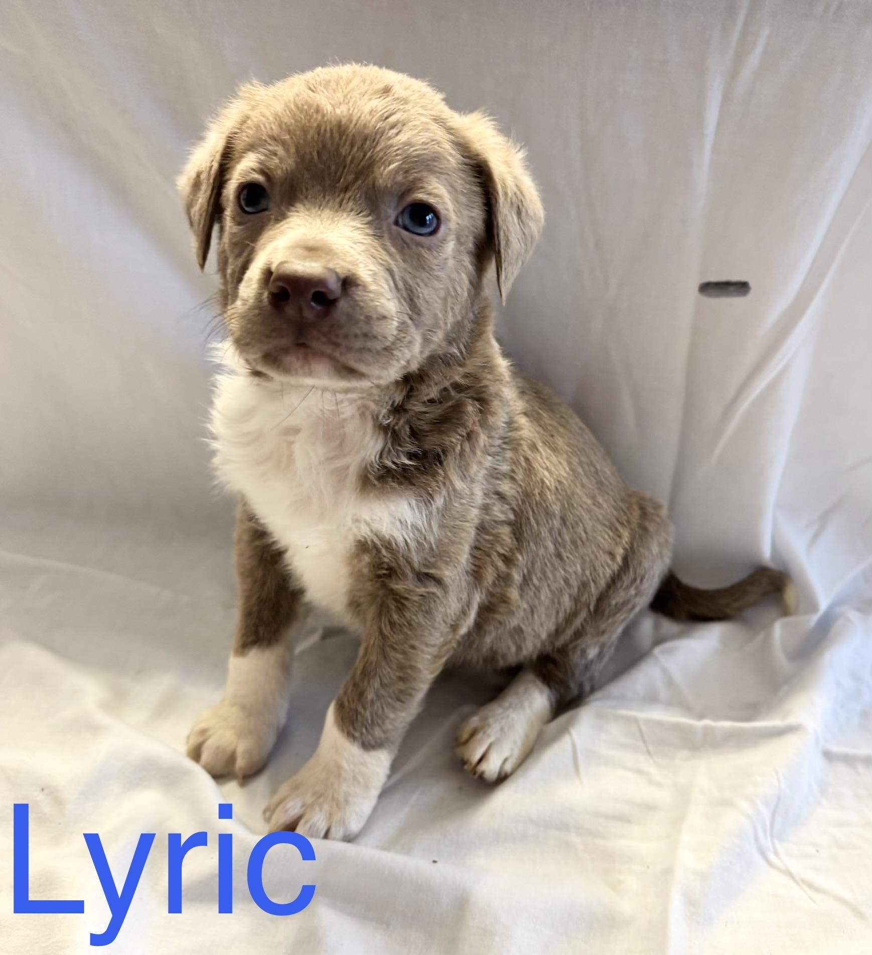 Lyric, Adoptable, Puppy Male Border Collie & Terrier.