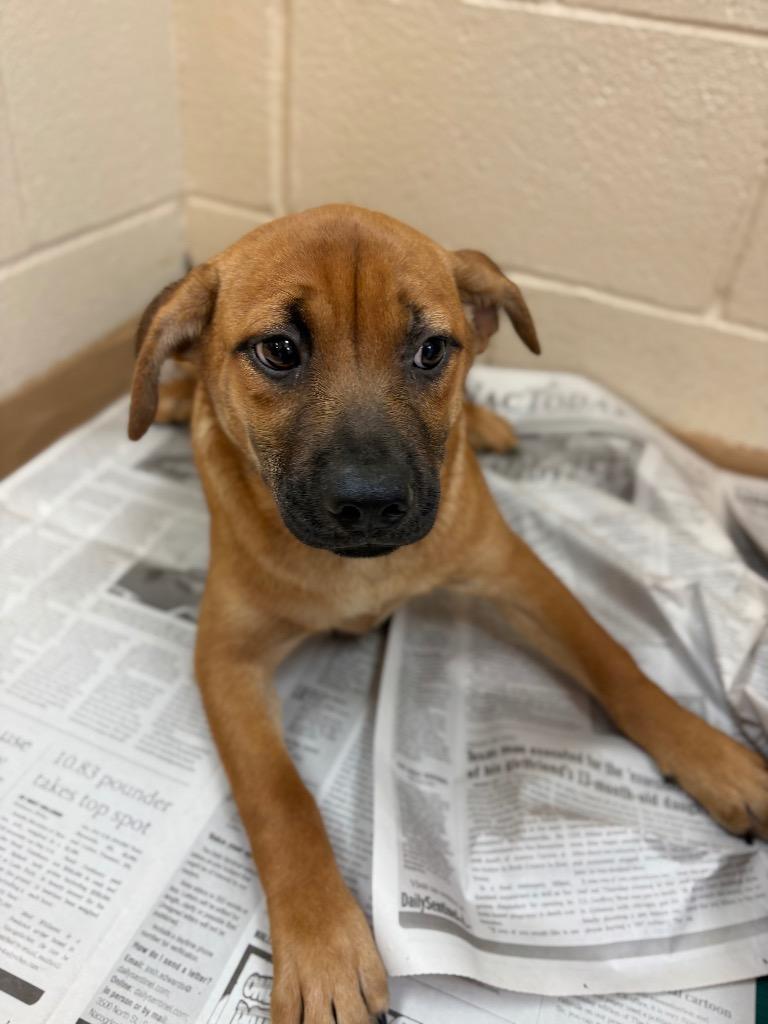 Foccaccia, Adoptable, Puppy Female Affenpinscher.