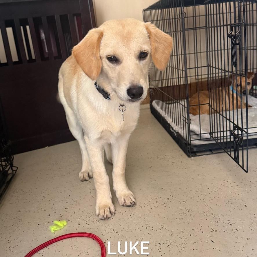 Enlarge Luke, a Adoptable Golden Retriever in San Diego, CA image 1/2