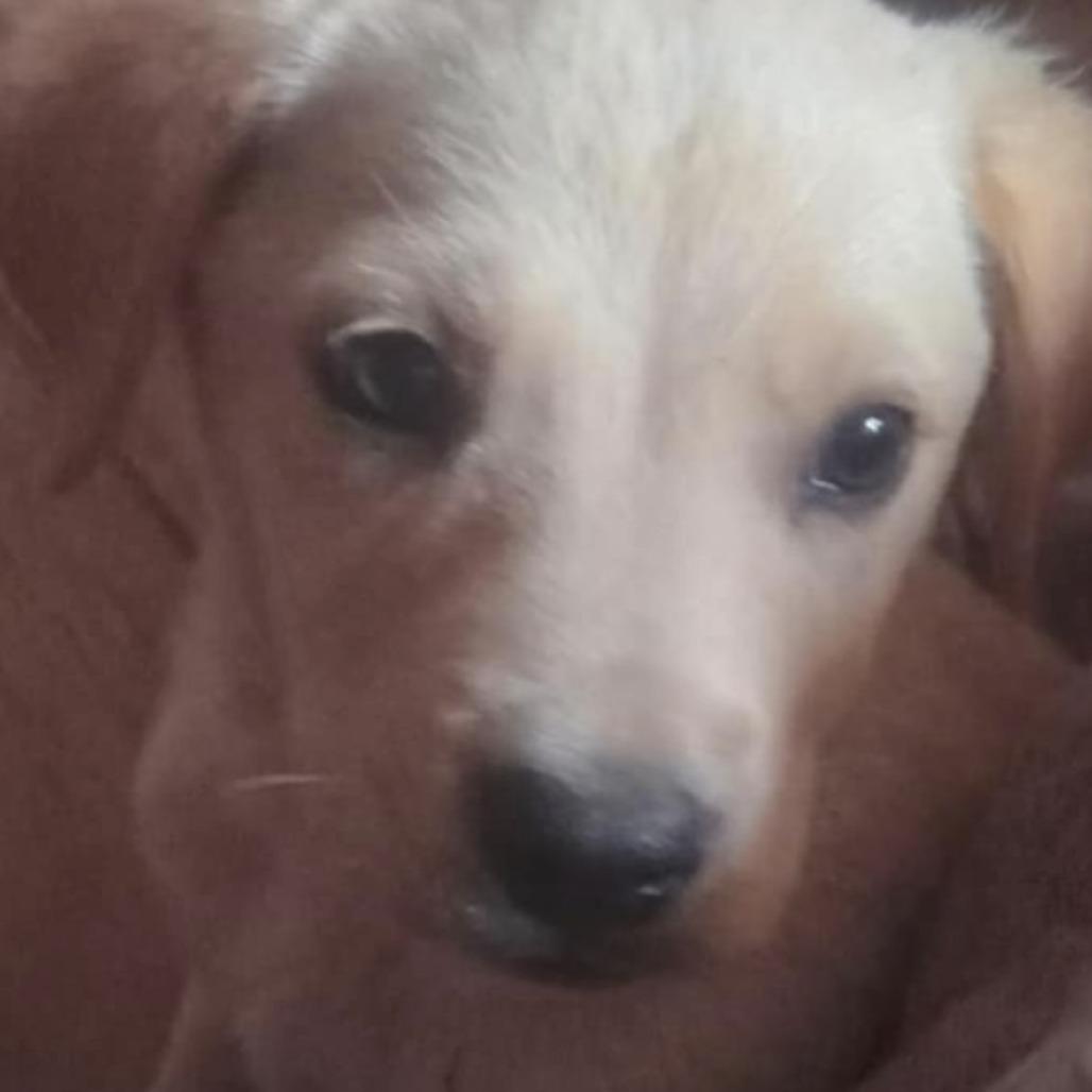 Luke, Adoptable, Puppy Male Golden Retriever.