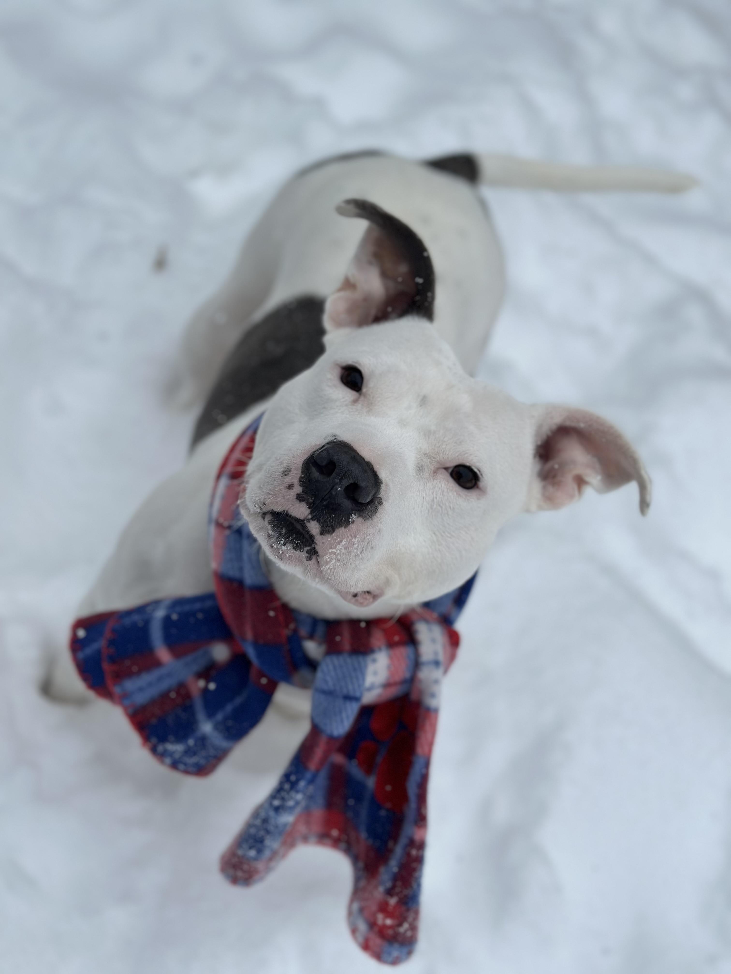 Dina, a Adoptable mixed breed in Youngstown, OH image 1/6